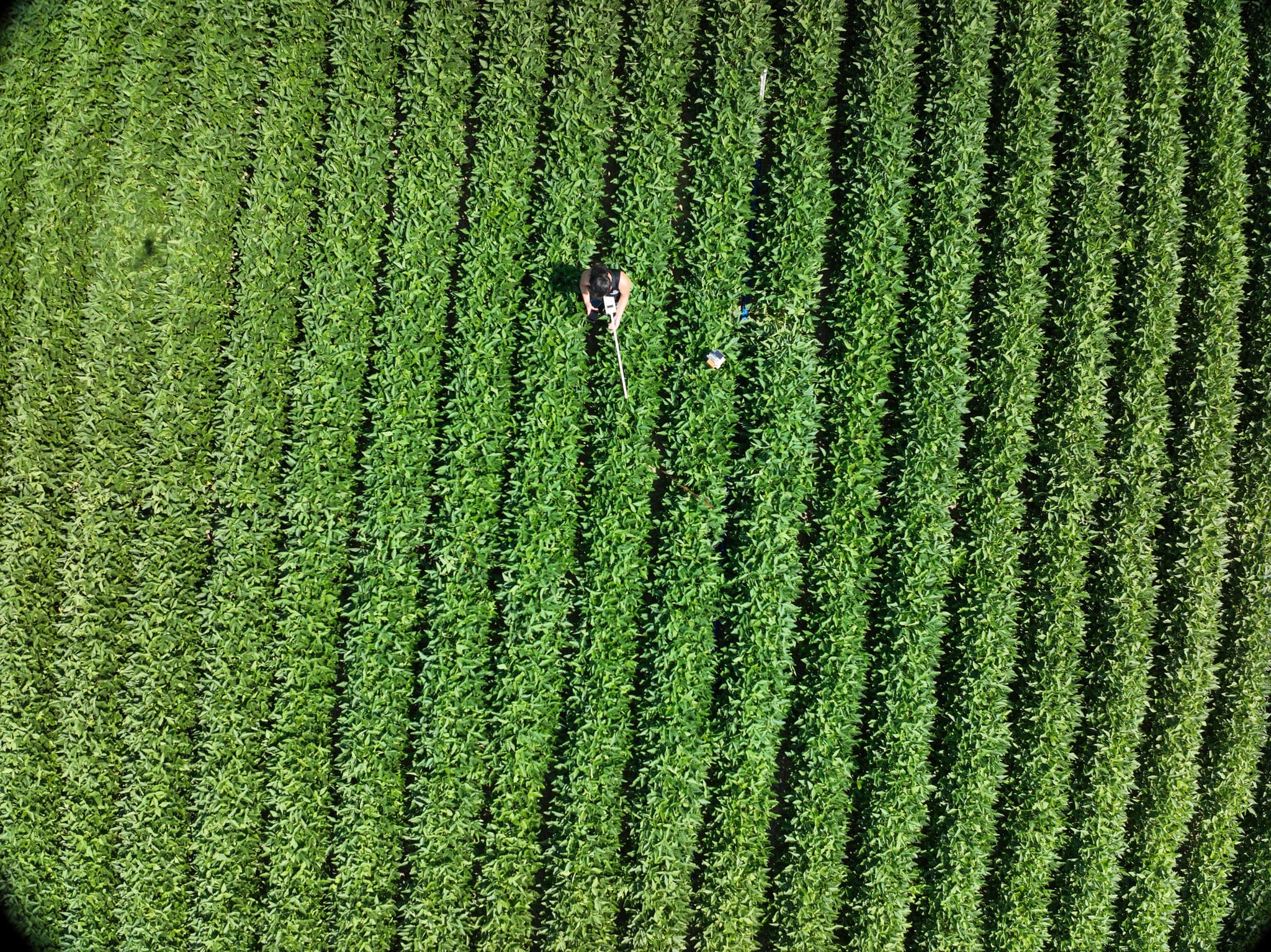 Forecasting Evapotranspiration Using an Attention-Based Encoder-Decoder LSTM