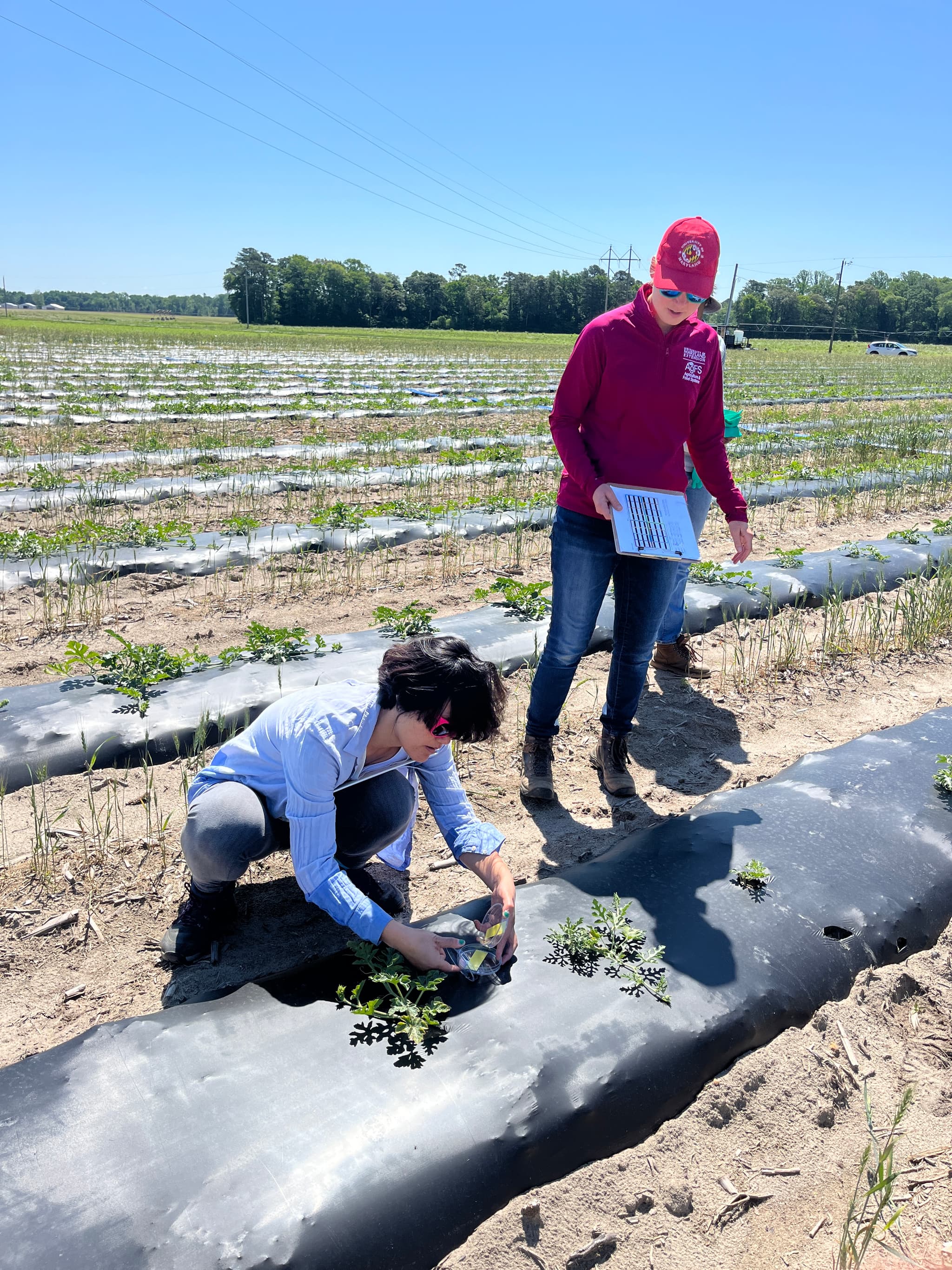Drone-Based Spraying for Watermelon in the Mid-Atlantic