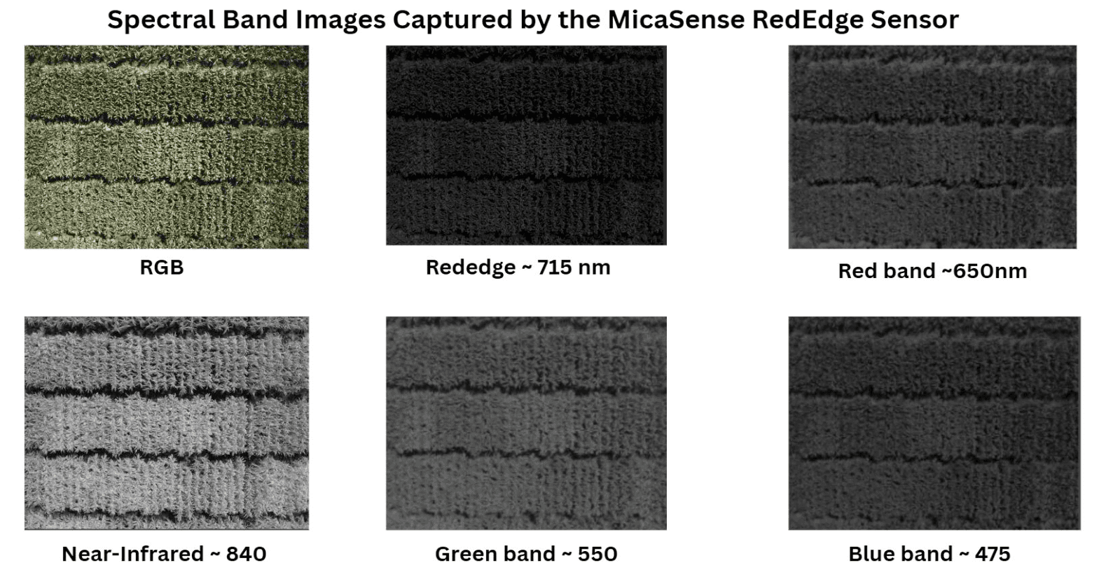 Real-Time Crop Water Stress and Irrigation Mapping Using Multispectral Imagery 2