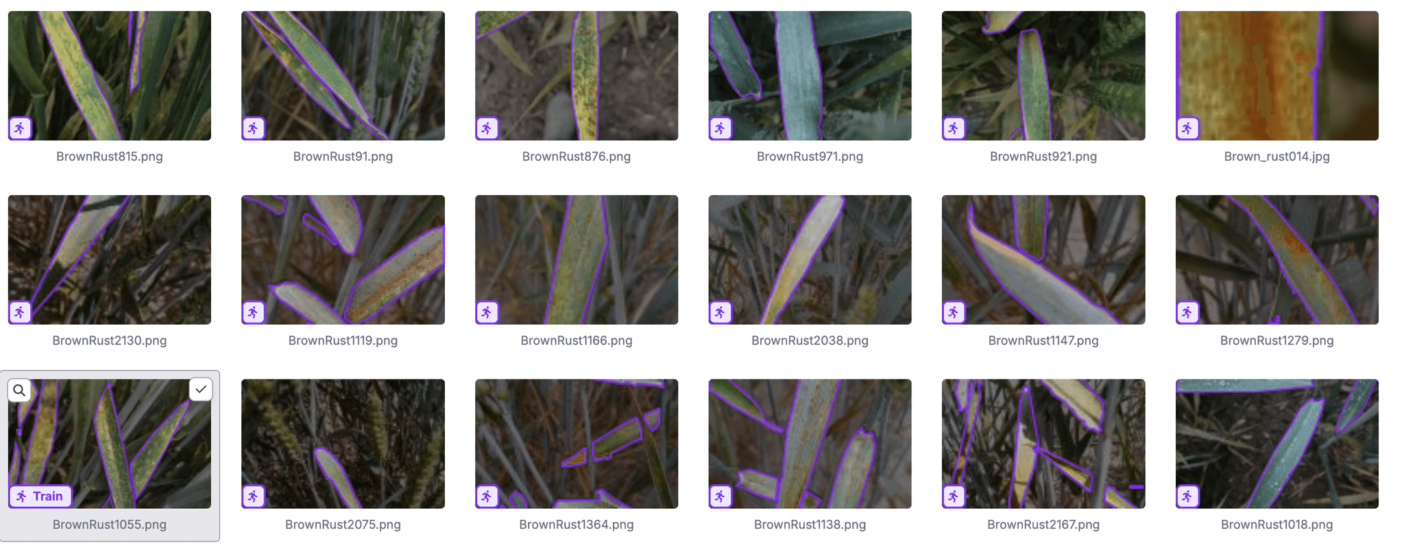 Disease Detection Model for Agricultural Cropping Systems 2
