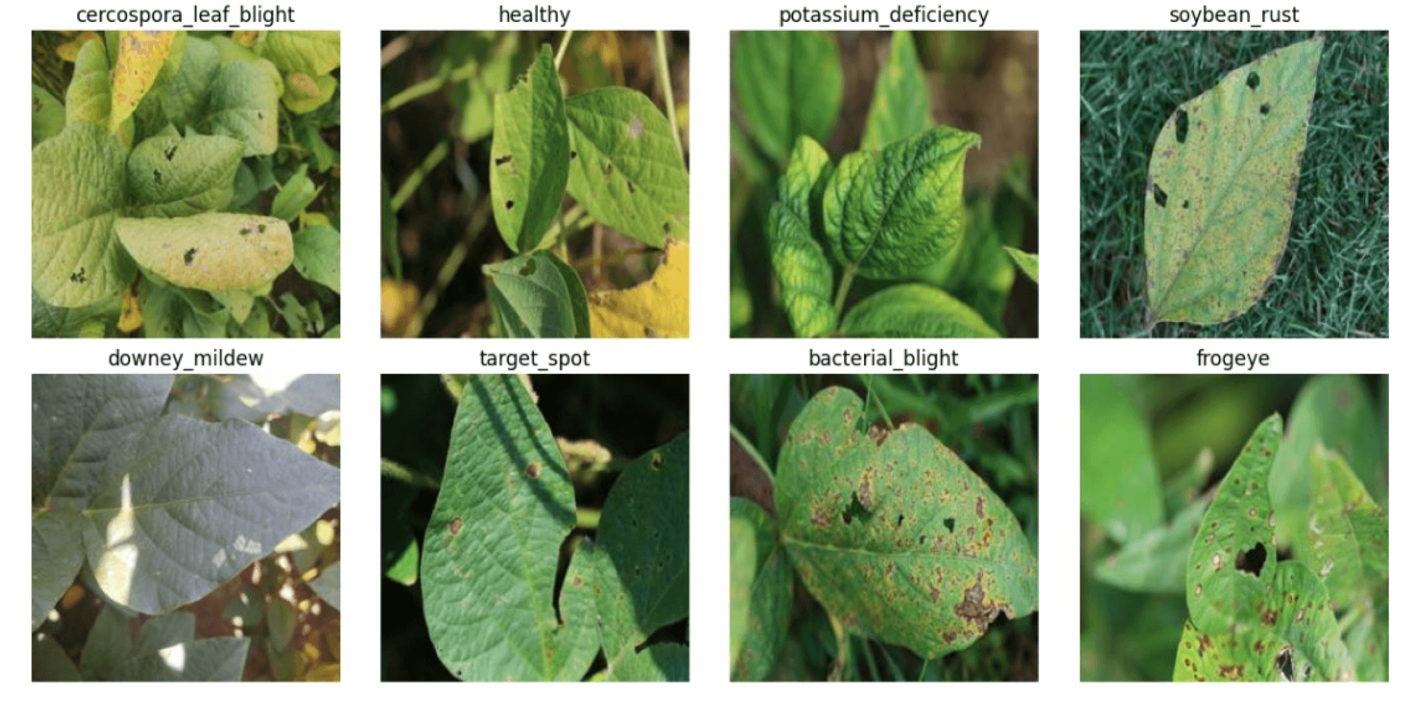 Performance Evaluation of Modified CNN for Soybean Disease Detection